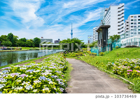 旧中川水辺公園周辺の紫陽花とスカイツリーの風景の写真素材