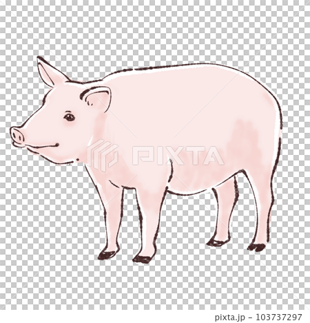Illustration material of pig / pig / pig Illustration material of pig / pig / pig 103737297