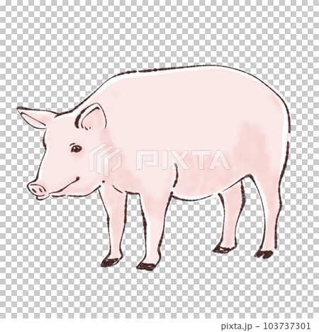ブタ / ぶた / 豚のイラスト素材のイラスト素材 [103737301] - PIXTA