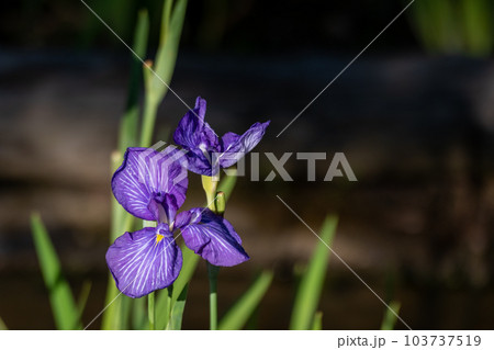 初夏に咲く綺麗な花菖蒲 初夏に咲く綺麗な花菖蒲 103737519