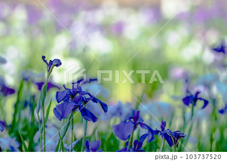 初夏に咲く綺麗な花菖蒲 初夏に咲く綺麗な花菖蒲 103737520