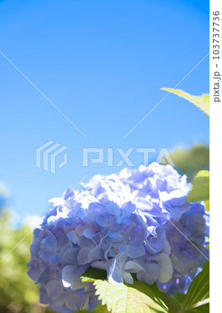 梅雨の晴れ間に咲く満開の紫陽花の写真素材 [103737736] - PIXTA