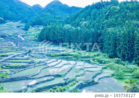 【愛知県】田植えが終わった四谷の千枚田・早朝 103738127