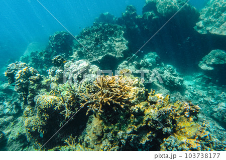 Under the sea corals and fish Under the sea corals and fish 103738177