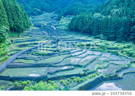 【愛知県】田植えが終わった四谷の千枚田・早朝 【愛知県】田植えが終わった四谷の千枚田・早朝 103738358