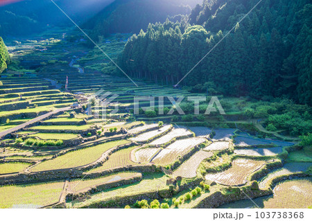 【愛知県】田植えが終わった四谷の千枚田・早朝 【愛知県】田植えが終わった四谷の千枚田・早朝 103738368