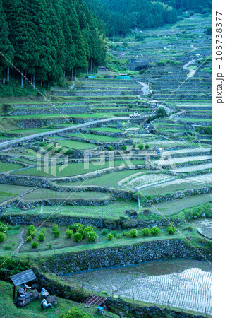 【愛知県】田植えが終わった四谷の千枚田・早朝 【愛知県】田植えが終わった四谷の千枚田・早朝 103738377