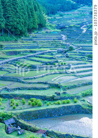 【愛知県】田植えが終わった四谷の千枚田・早朝 【愛知県】田植えが終わった四谷の千枚田・早朝 103738379