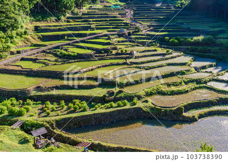 【愛知県】田植えが終わった四谷の千枚田・早朝 【愛知県】田植えが終わった四谷の千枚田・早朝 103738390