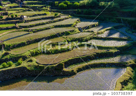 【愛知県】田植えが終わった四谷の千枚田・早朝 【愛知県】田植えが終わった四谷の千枚田・早朝 103738397