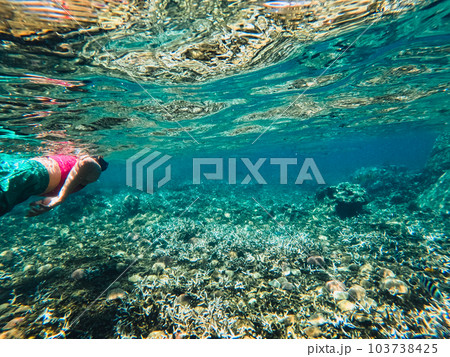 Under the sea corals and fish 103738425