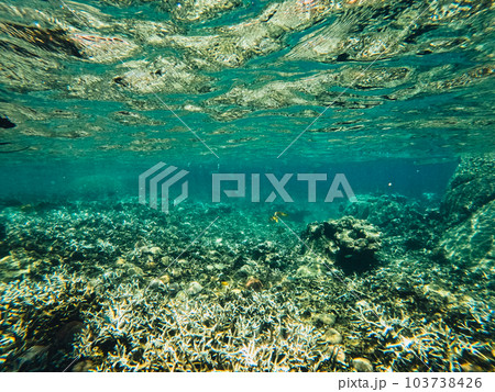Under the sea corals and fish 103738426
