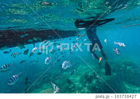 Under the sea corals and fish 103738427