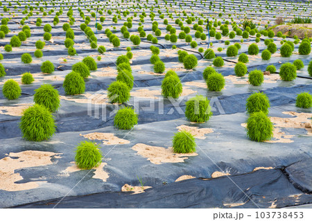Corkia Scoparia in a row in the field Corkia Scoparia in a row in the field 103738453