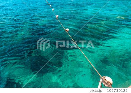 Under the sea corals and fish Under the sea corals and fish 103739123