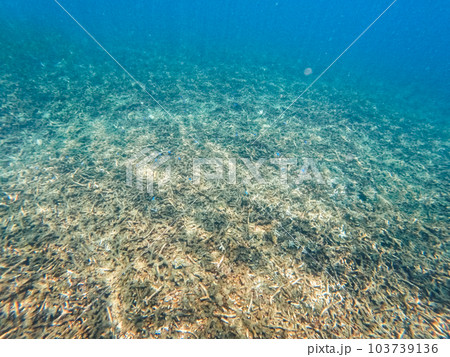 Under the sea corals and fish 103739136