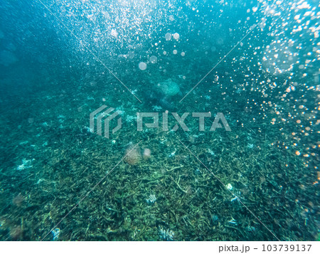 Under the sea corals and fish 103739137