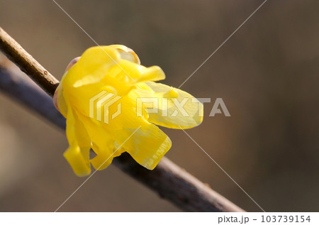 甘い香りを放つ黄色いロウバイの花（マクロレンズ使用・屋外自然光・接写写真） 103739154