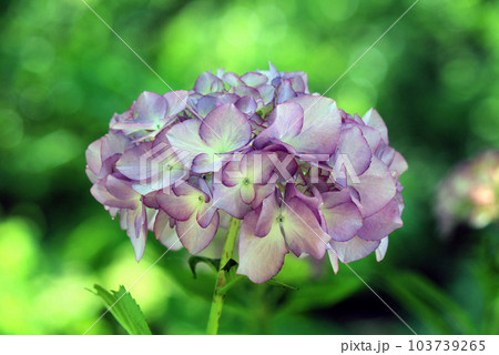 梅雨の季節を彩る落葉低木の紫陽花 103739265