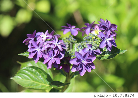 梅雨の季節を彩る落葉低木の紫陽花 梅雨の季節を彩る落葉低木の紫陽花 103739274