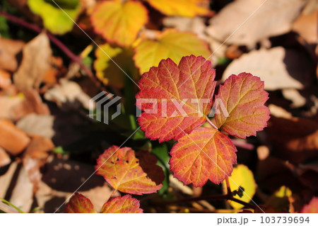 草もみじ（草紅葉、ナワシロイチゴ） 103739694