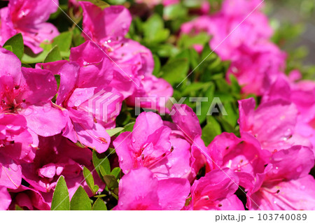 Spring park scenery with bamboo and roses and road in Namgang, Jinju city, South Korea 103740089