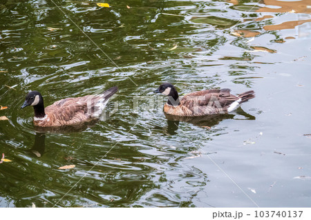 Canada goose, Branta canadensis, swimming in a lake. 103740137