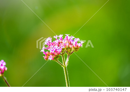Verbena bonariensis flowers, Argentinian Vervain or Purpletop Vervain, Clustertop Vervain, Tall Verbena, Pretty Verbena, in garden 103740147