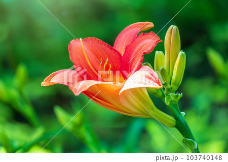 Hippeastrum red flower close up on green leaf background 103740148
