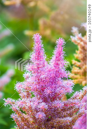 Chinese astilbe, Astilbe chinensis pumila, pink flowers in garden 103740149