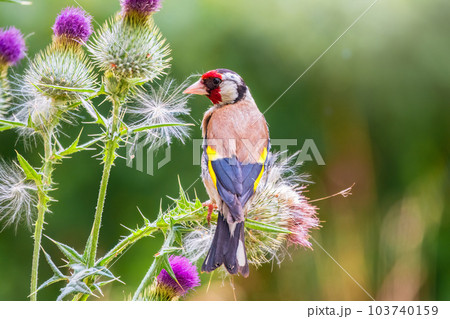 European goldfinch, feeding on the seeds of thistles. Carduelis carduelis. European goldfinch, feeding on the seeds of thistles. Carduelis carduelis. 103740159