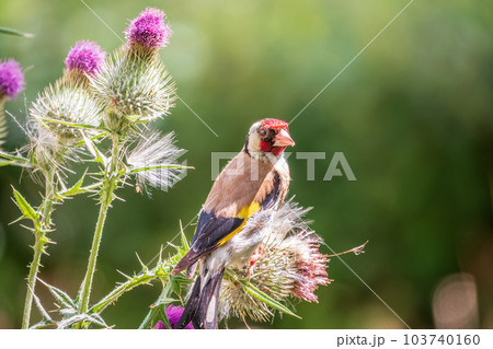 European goldfinch, feeding on the seeds of thistles. Carduelis carduelis. European goldfinch, feeding on the seeds of thistles. Carduelis carduelis. 103740160
