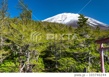 《山梨県》初夏の富士山・新緑と冠雪の奥庭 《山梨県》初夏の富士山・新緑と冠雪の奥庭 103740244