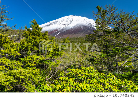 《山梨県》初夏の富士山・新緑と冠雪の奥庭 103740245