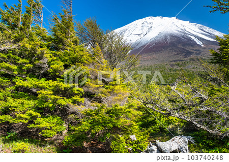 《山梨県》初夏の富士山・新緑と冠雪の奥庭 《山梨県》初夏の富士山・新緑と冠雪の奥庭 103740248