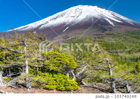 《山梨県》初夏の富士山・新緑と冠雪の奥庭 《山梨県》初夏の富士山・新緑と冠雪の奥庭 103740249
