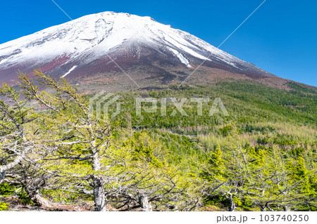 《山梨県》初夏の富士山・新緑と冠雪の奥庭 《山梨県》初夏の富士山・新緑と冠雪の奥庭 103740250
