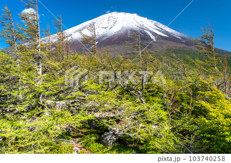 《山梨県》初夏の富士山・新緑と冠雪の奥庭 103740258