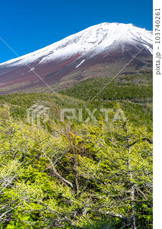 《山梨県》初夏の富士山・新緑と冠雪の奥庭 《山梨県》初夏の富士山・新緑と冠雪の奥庭 103740261