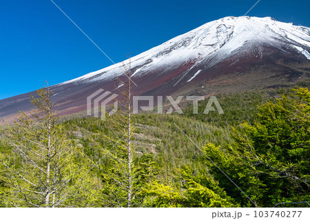 《山梨県》初夏の富士山・新緑と冠雪の奥庭 103740277