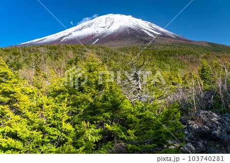 《山梨県》初夏の富士山・新緑と冠雪の奥庭 103740281