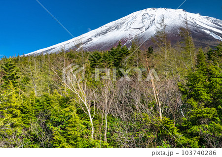 《山梨県》初夏の富士山・新緑と冠雪の奥庭 103740286