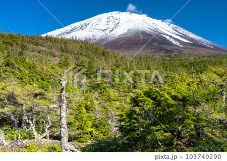 《山梨県》初夏の富士山・新緑と冠雪の奥庭 《山梨県》初夏の富士山・新緑と冠雪の奥庭 103740290