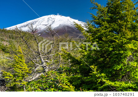 《山梨県》初夏の富士山・新緑と冠雪の奥庭 《山梨県》初夏の富士山・新緑と冠雪の奥庭 103740291