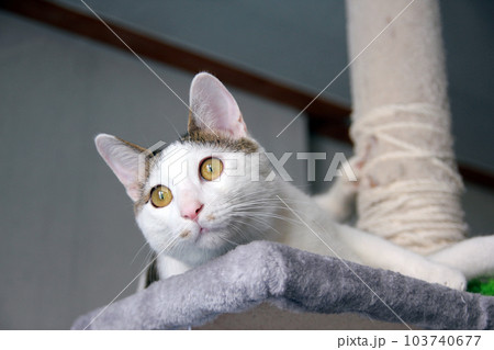 Daily concept of Japanese Bobtail cat living at home Daily concept of Japanese Bobtail cat living at home 103740677