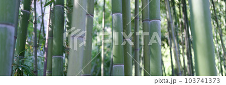 Natural green bamboo grove or forest wallpaper background 103741373