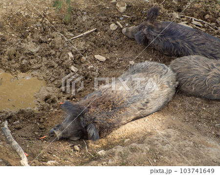 A lazy boar lies on the ground in shadow during hot day with his eyes closed A lazy boar lies on the ground in shadow during hot day with his eyes closed 103741649