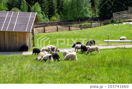Fluffy sheep with bell on neck graze in carpathian mountains on a sunny day Fluffy sheep with bell on neck graze in carpathian mountains on a sunny day 103741660