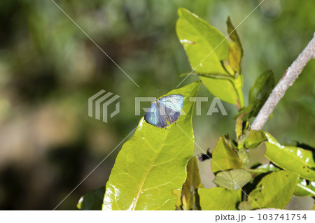 オオミドリシジミ 103741754