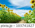 ひまわり畑 103741827
